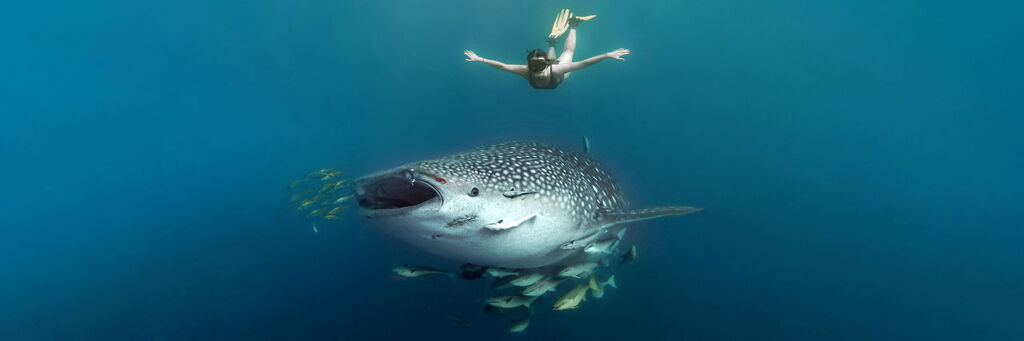 Eine Person schwimmt fröhlich neben einem großen Walhai und umgeben von kleinen Fischen.