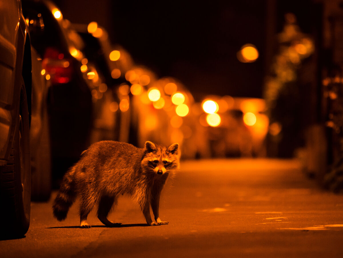 Waschbär steht nachts auf einer beleuchteten Straße zwischen parkenden Autos.