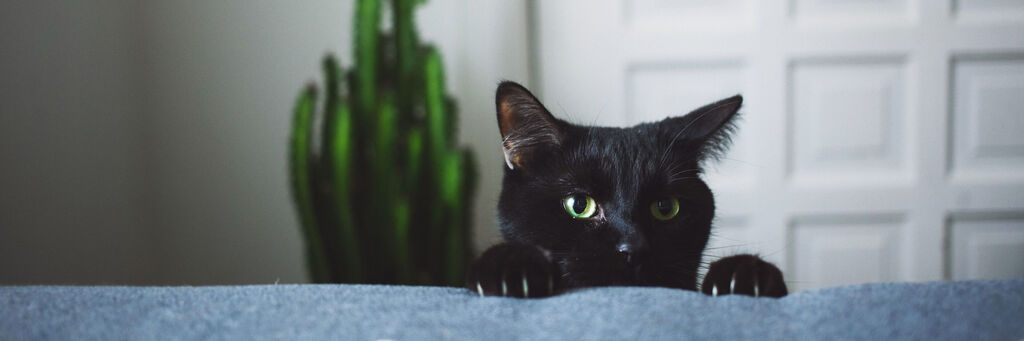 Eine schwarze Katze schaut neugierig über eine graue Kante. Im Hintergrund steht eine grüne Pflanze.