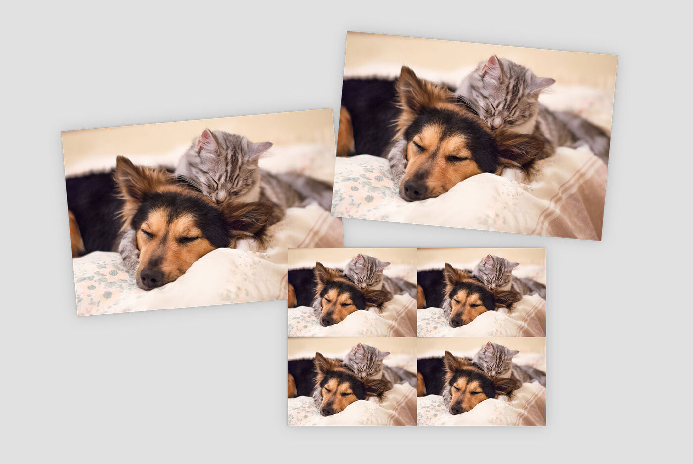 Ein Hund und eine Katze liegen zusammen auf einem Bett und schlafen. Die Katze kuschelt sich liebevoll in das Fell des Hundes. Beide Tiere wirken entspannt und glücklich.