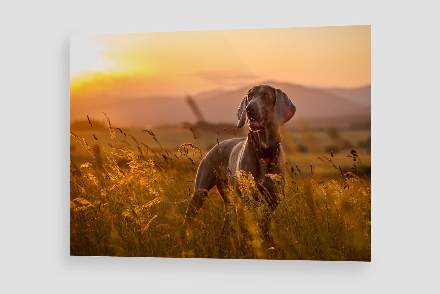 Ein fröhlicher Hund steht im hohen Gras bei Sonnenuntergang, umgeben von einer warmen goldenen Lichtstimmung.