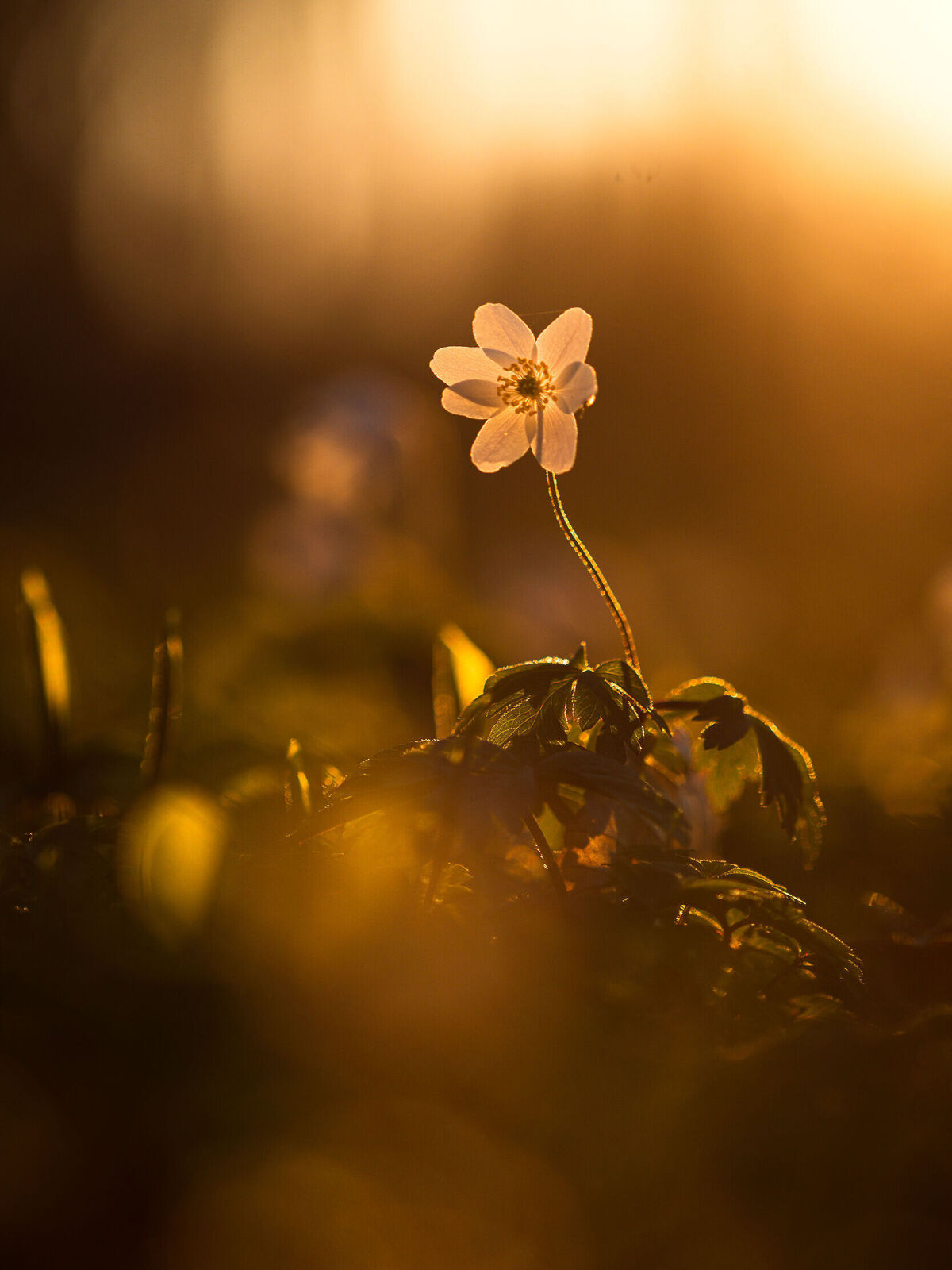 Eine einzelne weiße Blume in der Abendsonne, umgeben von sanftem Licht