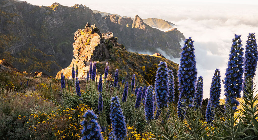 Lila und gelbe Blumen im Vordergrund, dahinter Berge im Sonnenlicht und Wolken