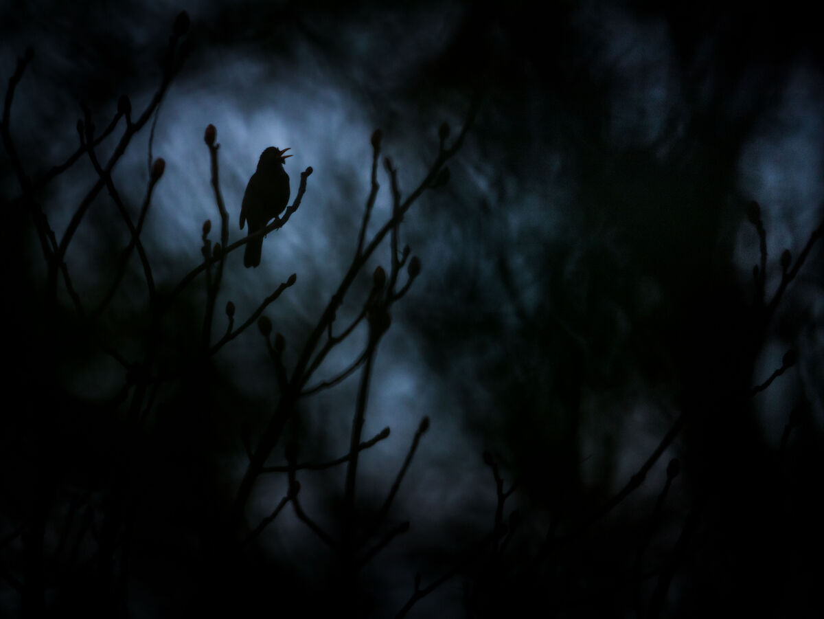 Singvogel sitzt in der Dämmerung auf einem Ast.