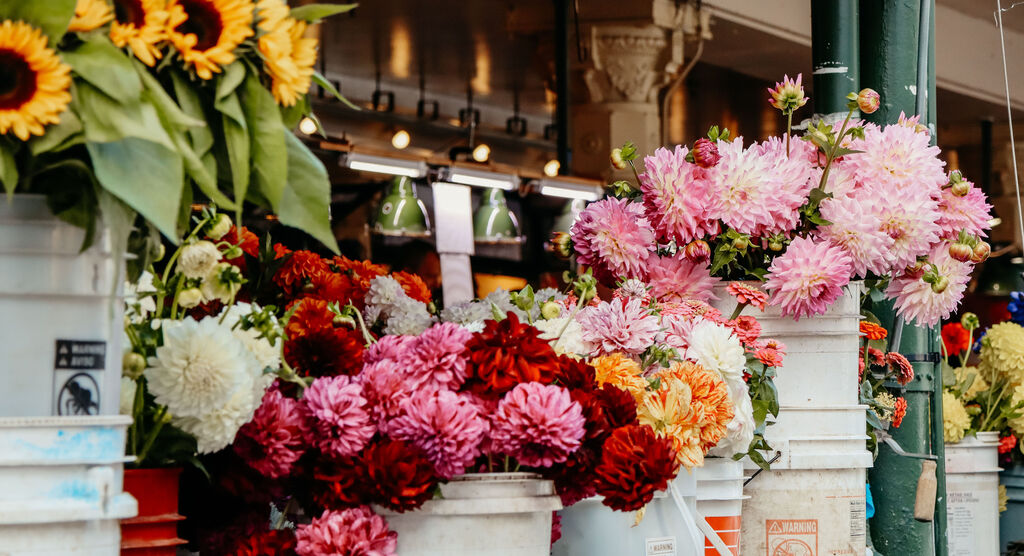 Frische Dahlien in Rosa, Rot und Orange in Eimern auf einem Marktstand