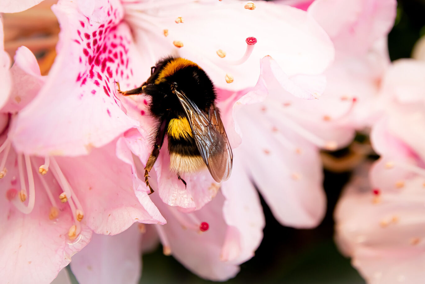 Biene auf einer rosa Blüte, die Pollen sammelt