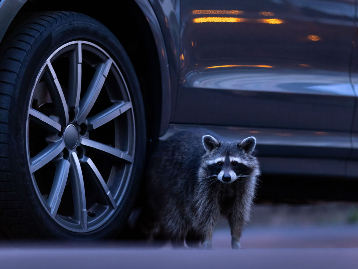 Waschbär steht auf der Straße neben einem geparkten Auto und blickt in die Kamera.