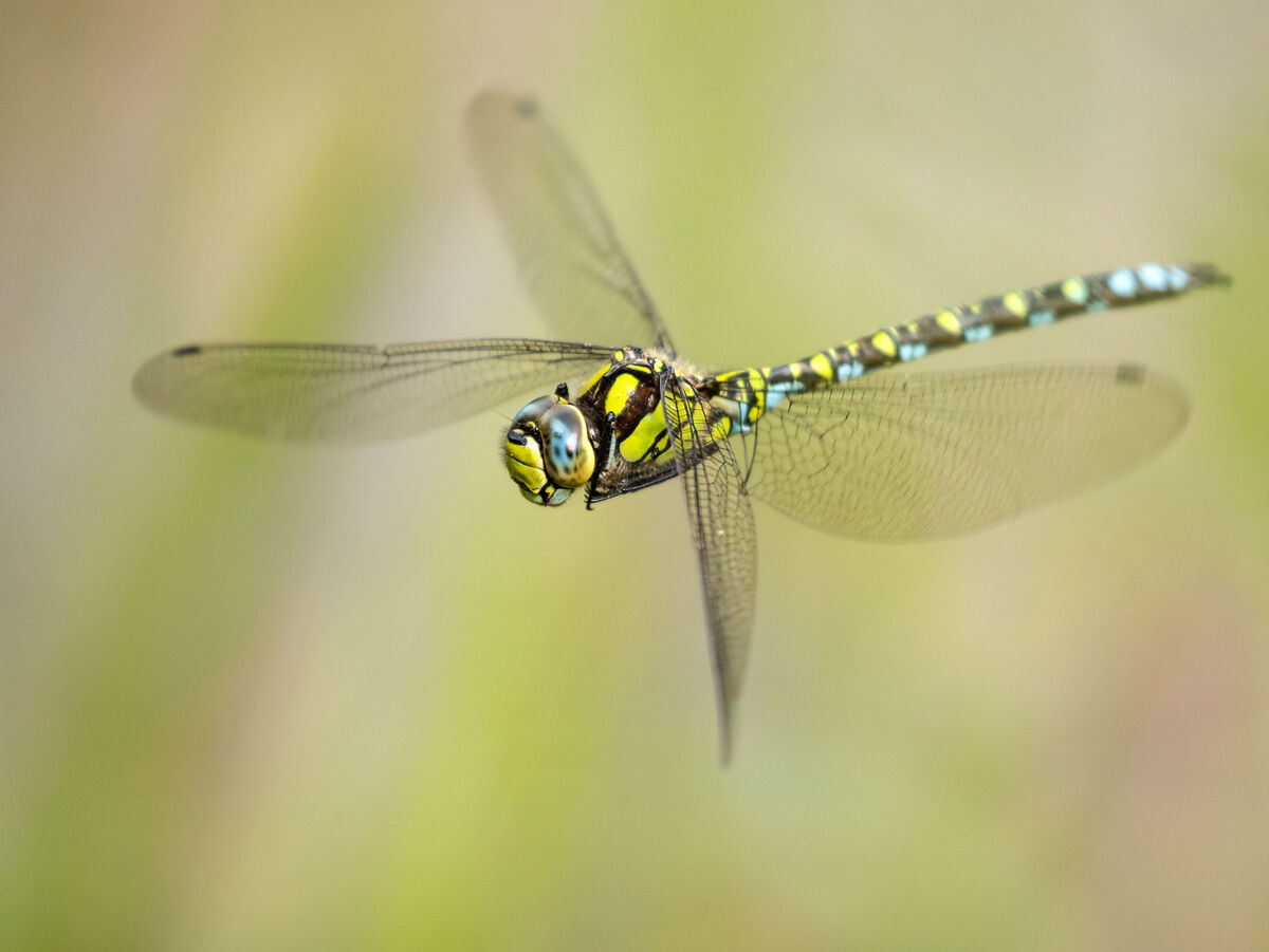 Libelle im Flug