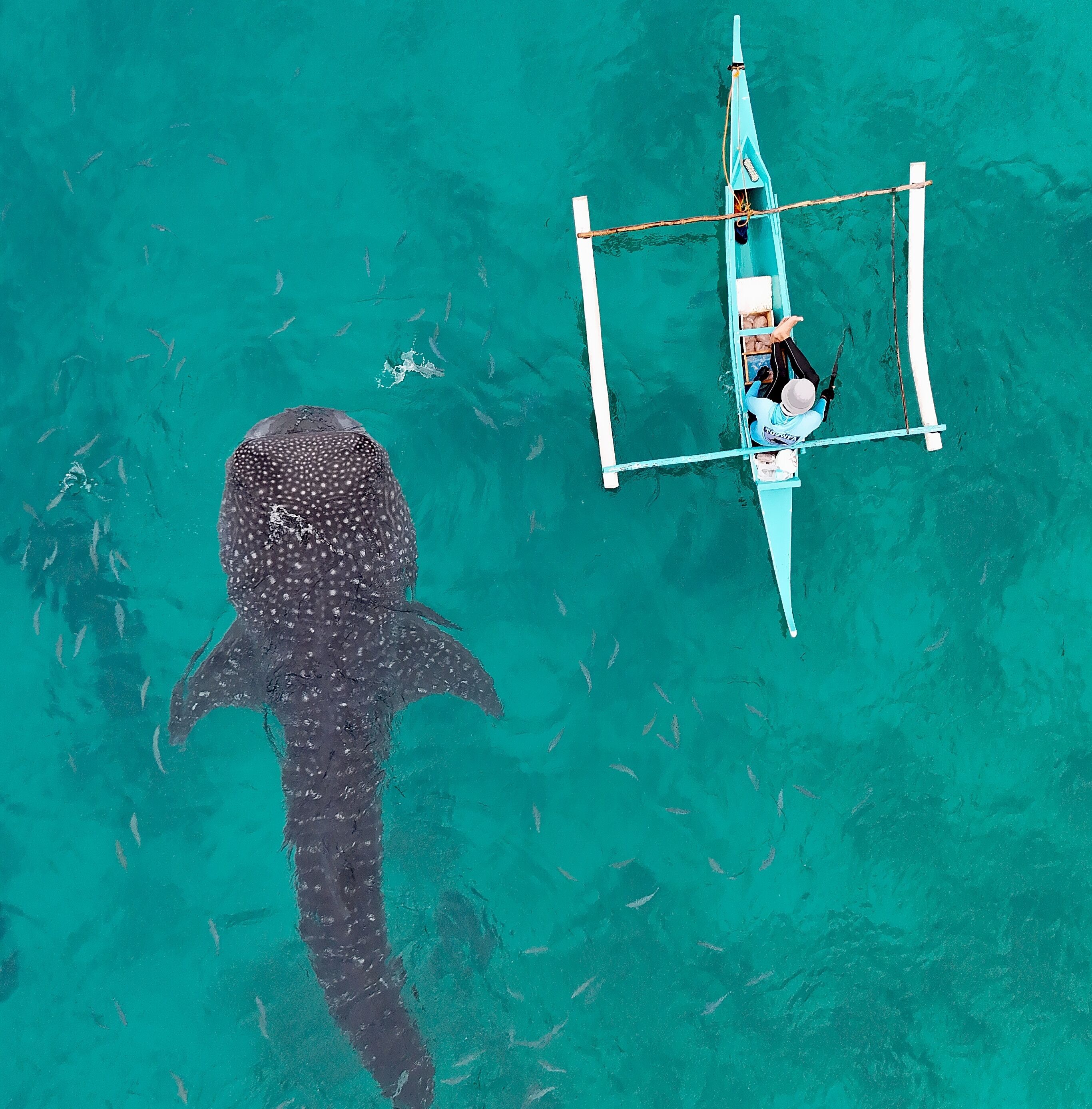 Vogelperspektive auf türkisfarbenes Wasser. Links schwimmt ein Walhai, rechts treibt ein Auslegerkanu.