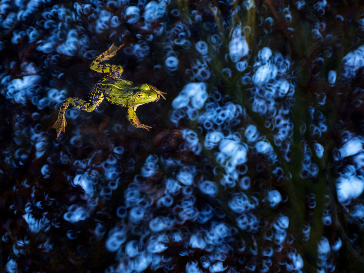 Frosch verharrt im Wasser.