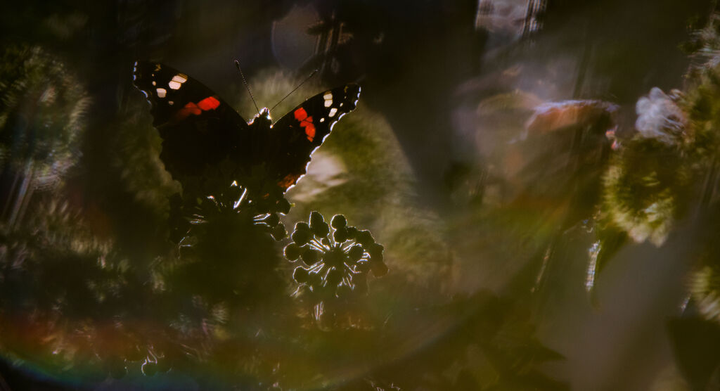 Schmetterling sitzt auf grüner Pflanze im Gegenlicht.