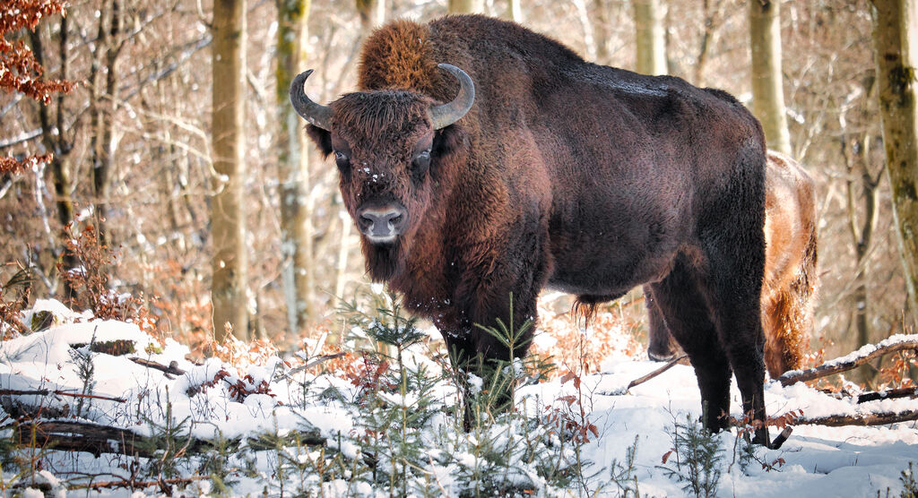 Ein Wisent steht im verschneiten Wald zwischen Bäumen. Die winterliche Landschaft ist idyllisch.