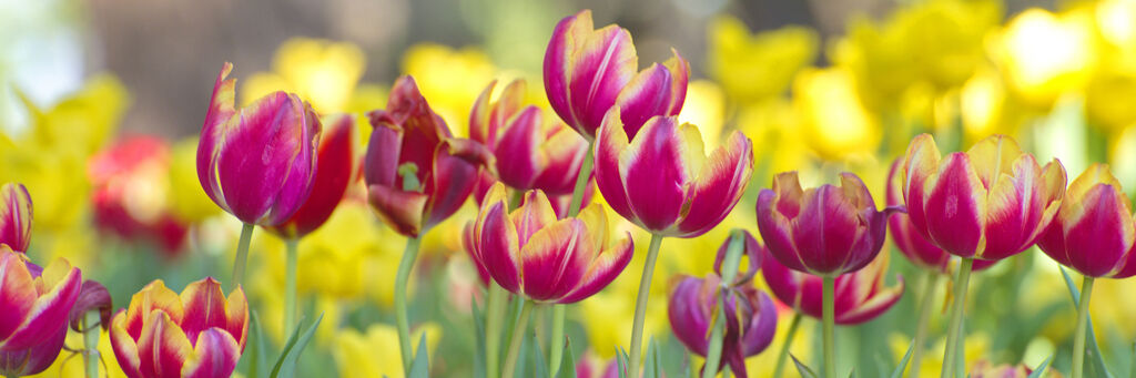 Bunte Tulpen in verschiedenen Farben blühen in einem Park