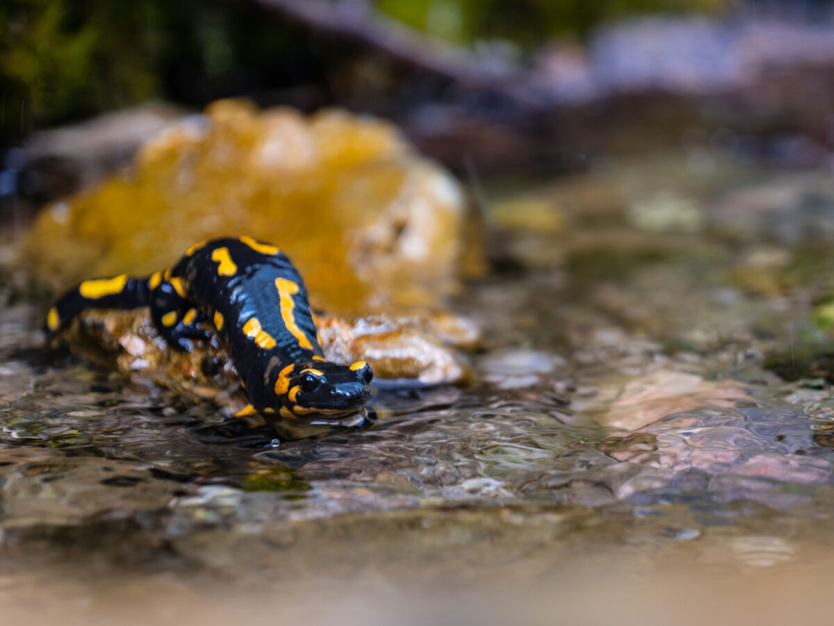 Ein Salamander sitzt auf einem Stein in einem Bach.