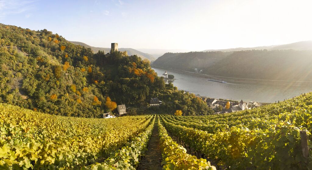 Weinreben in grünen Terrassen am Rheinufer mit herbstlichen Farben