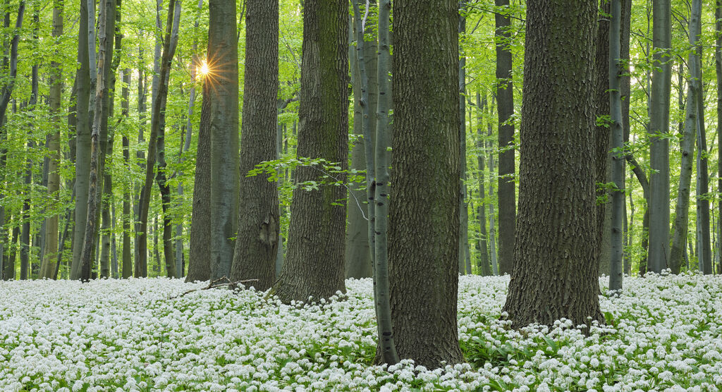 Ein sonnendurchfluteter Wald mit weißen Blumen