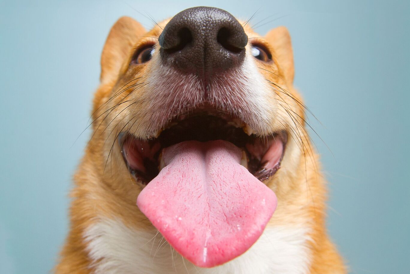 Lustiger Hund mit ausgestreckter Zunge und breitem Lächeln vor blauem Hintergrund