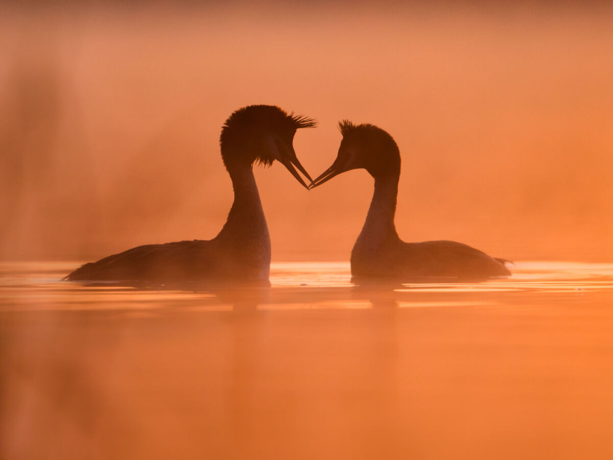 Zwei Haubentaucher schwimmen im warmen Morgenlicht einander gegenüber auf dem Wasser.