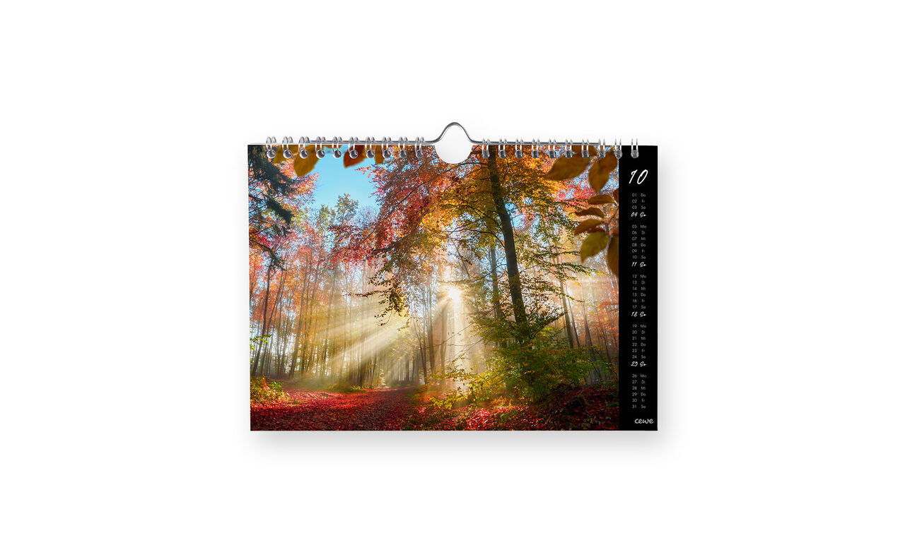 Ein heller Herbstwald mit bunten Blättern und Sonnenstrahlen, die durch die Bäume scheinen – CEWE Fotokalender