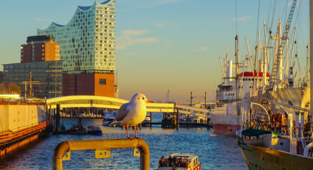 Eine Möwe sitzt auf einem Geländer mit dem Hafen im Hintergrund, wo Boote und ein modernes Gebäude sichtbar sind.
