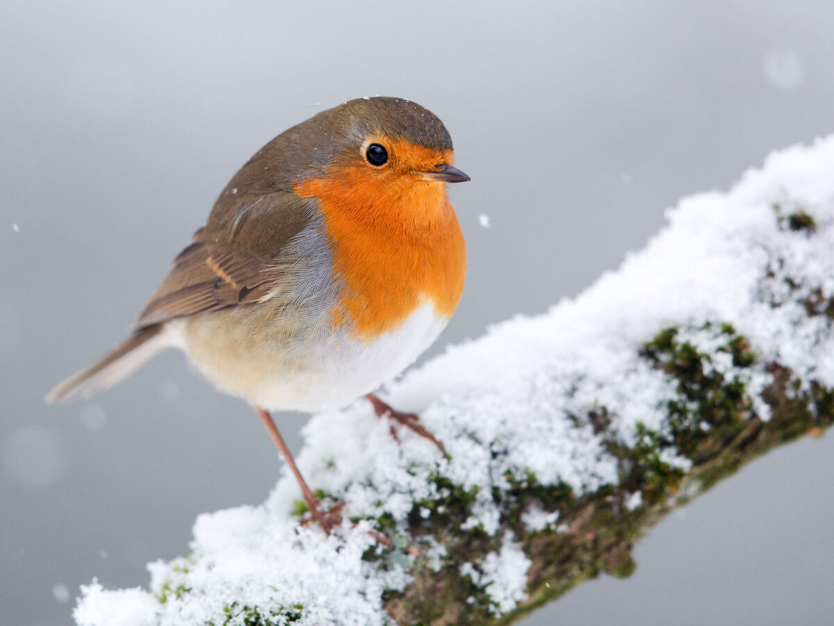 Rotkehlchen sitzt auf schneebedecktem Ast.