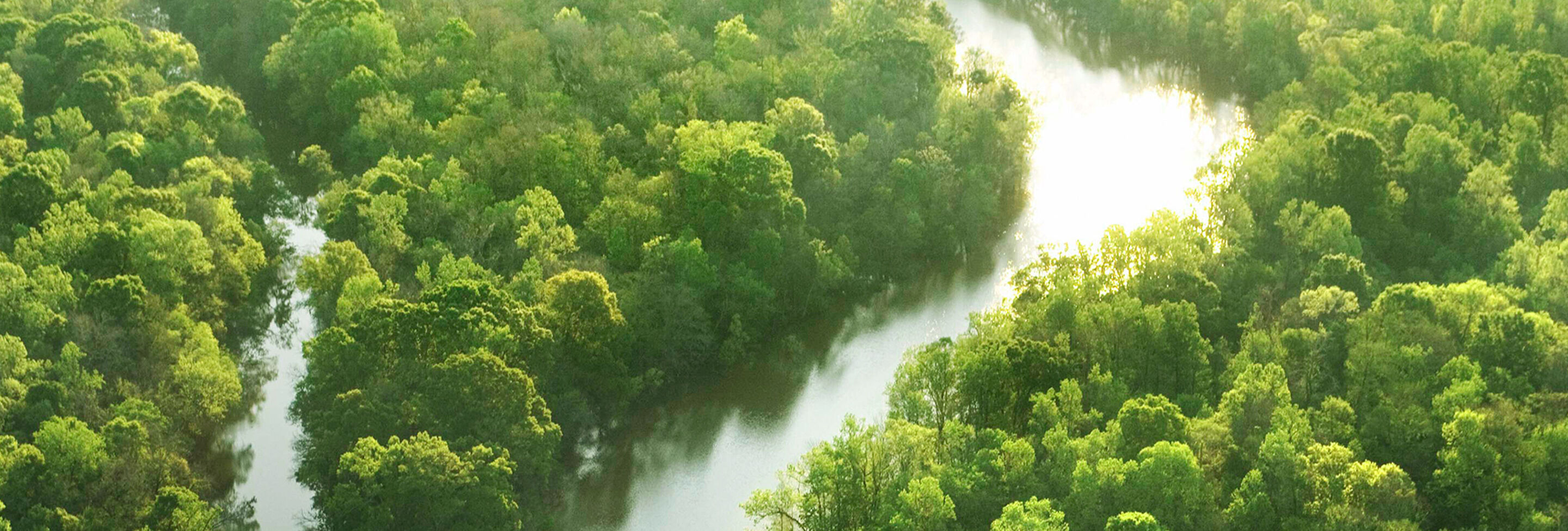 Ein weitläufiger Blick auf einen grünen Wald mit einem sanft geschwungenen Fluss, der sich durch die Natur schlängelt