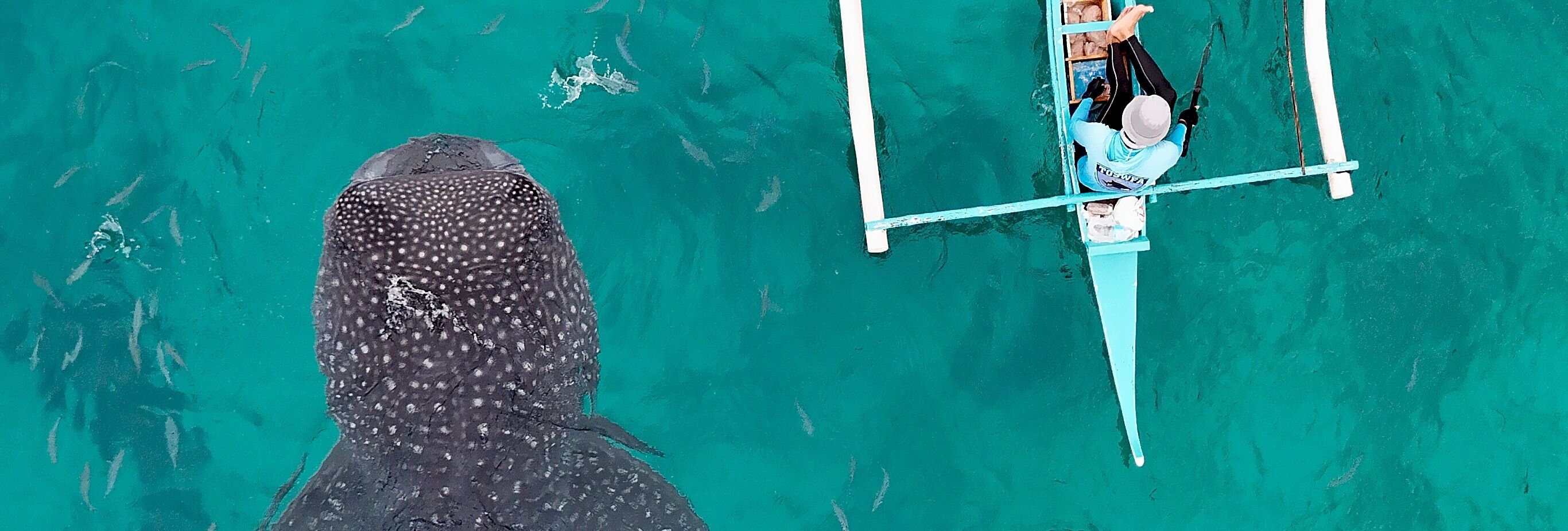 Vogelperspektive auf türkisfarbenes Wasser. Links schwimmt ein Walhai, rechts treibt ein Auslegerkanu.