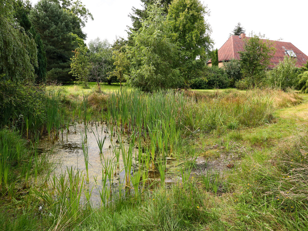 Naturbelassener Gartenteich in einer parkähnlichen Anlage.