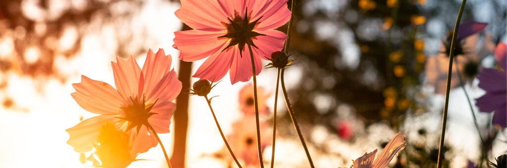 Sonnenlicht, das durch pinke Kosmeenblüten scheint