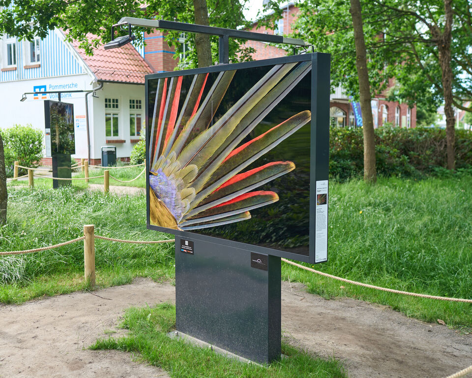 In einer grün bewachsenen Umgebung ist eine Fotografie ausgestellt, die die Federn eines Vogels zeigt.