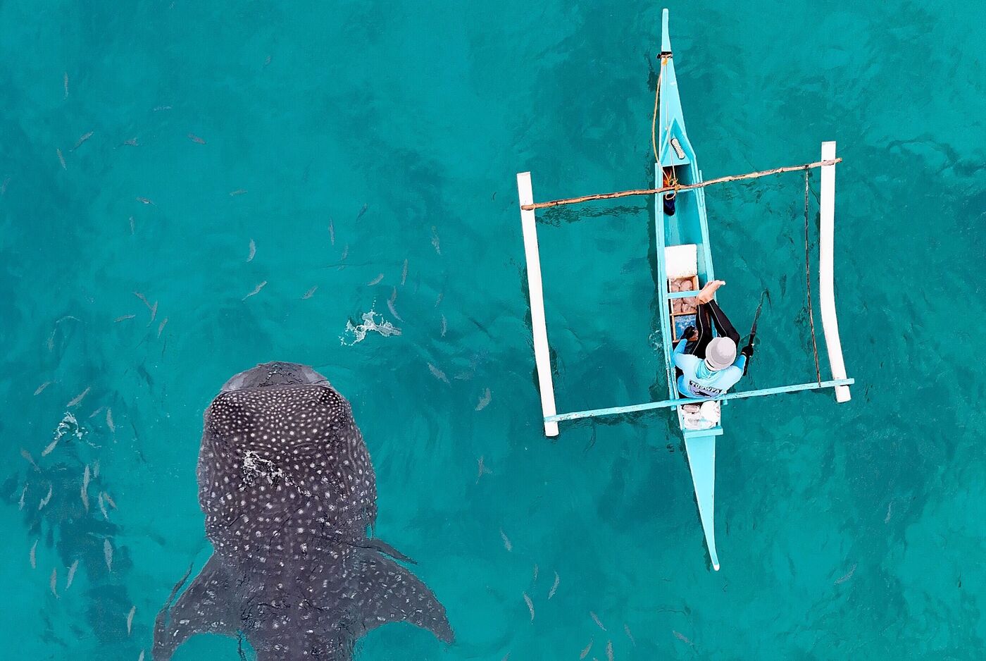 "Gentle Giant" von Joel Forte. Drohnenaufnahme eines Walhais neben einem Fischerboot im Wasser. Ein Fischer sitzt im Boot.
