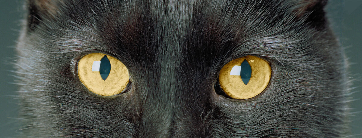 Nahaufnahme von den leuchtenden, goldenen Augen einer schwarzen Katze, die voller Anmut und Mystik strahlen