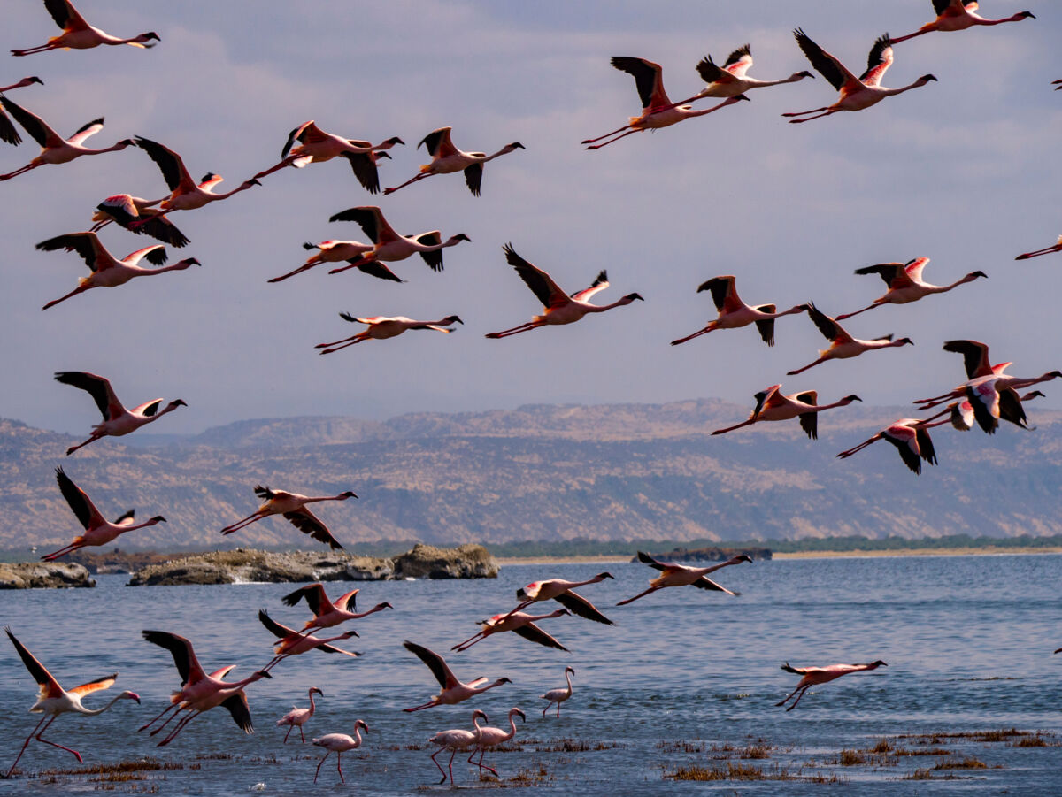 Ein Schwarm Flamingos fliegt über einem See hoch.