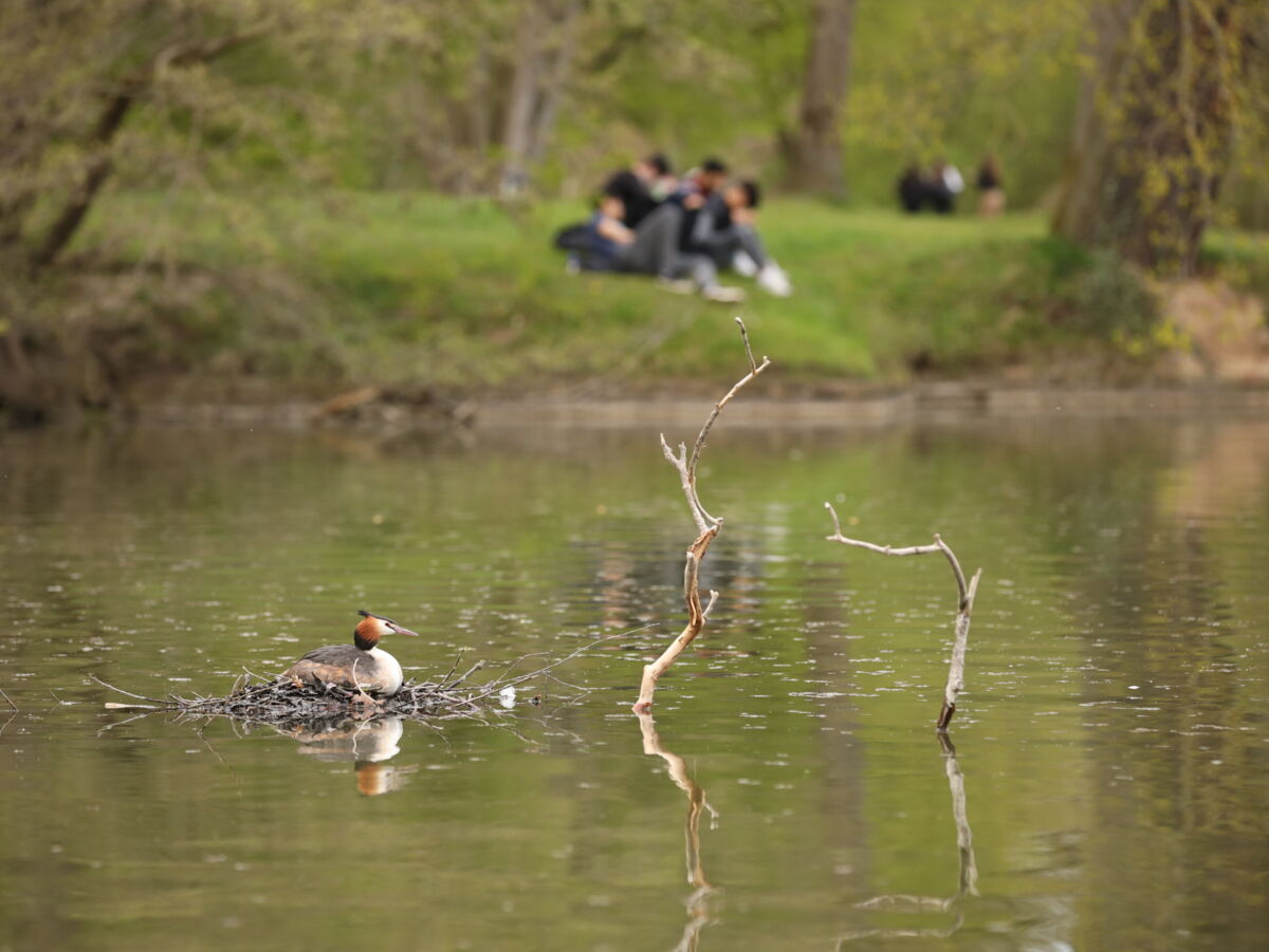 Haubentaucher schwimmt auf einem ruhigen See; im Hintergrund sitzen Menschen am grünen Ufer, die sich im Wasser spiegeln.
