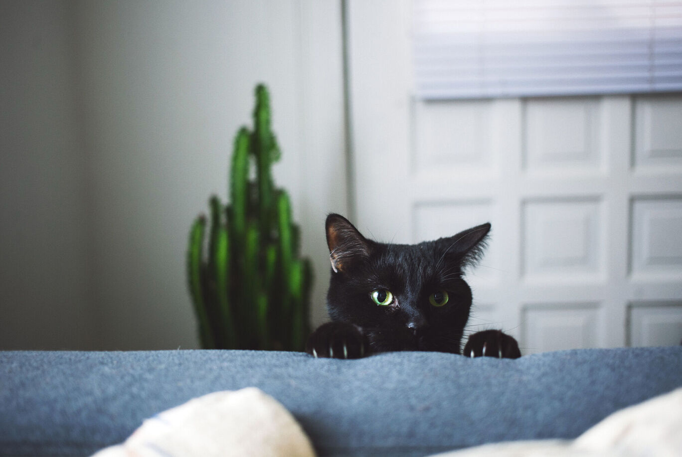 Eine schwarze Katze mit grünen Augen schaut über eine Couch, die Pflanzen im Hintergrund erhellen den Raum