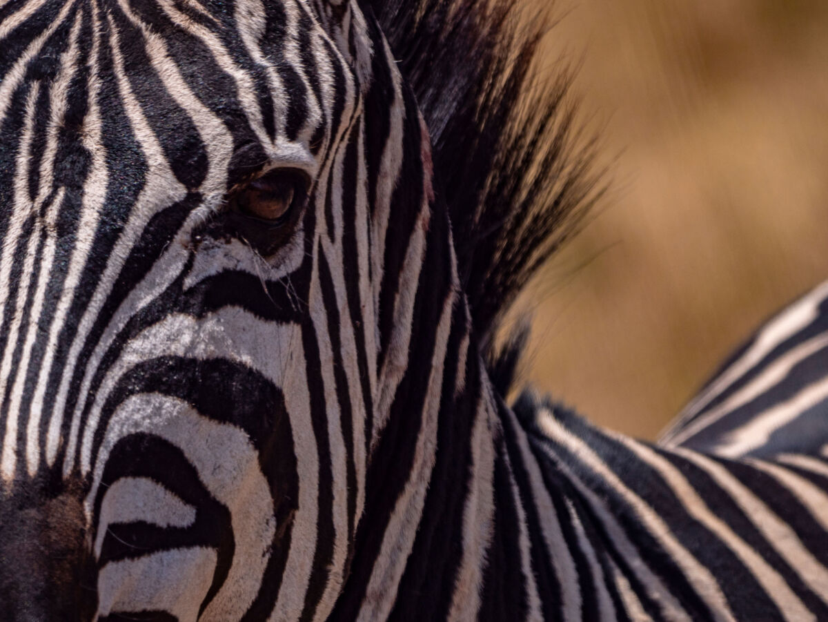 Ein Zebra in Nahaufnahme.