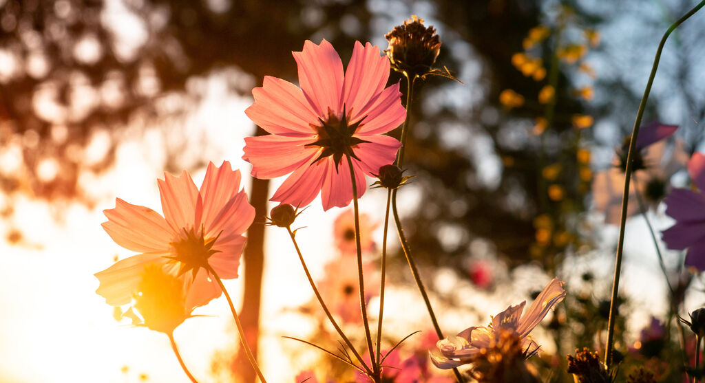 Zarte pinke Blumen bei Sonnenuntergang in der Natur