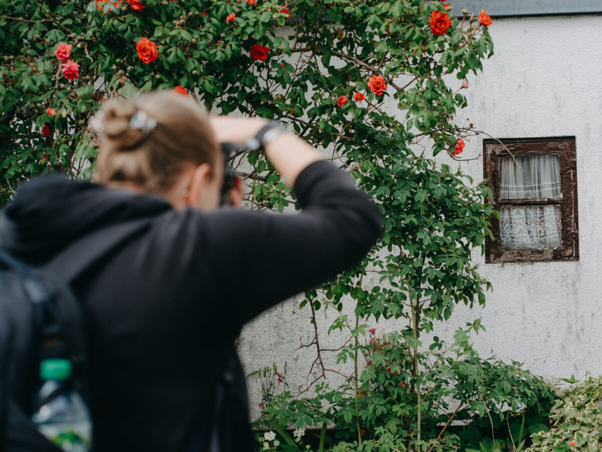Person fotografiert einen Rosenstrauch vor einer weißen Hauswand mit kleinem Fenster.