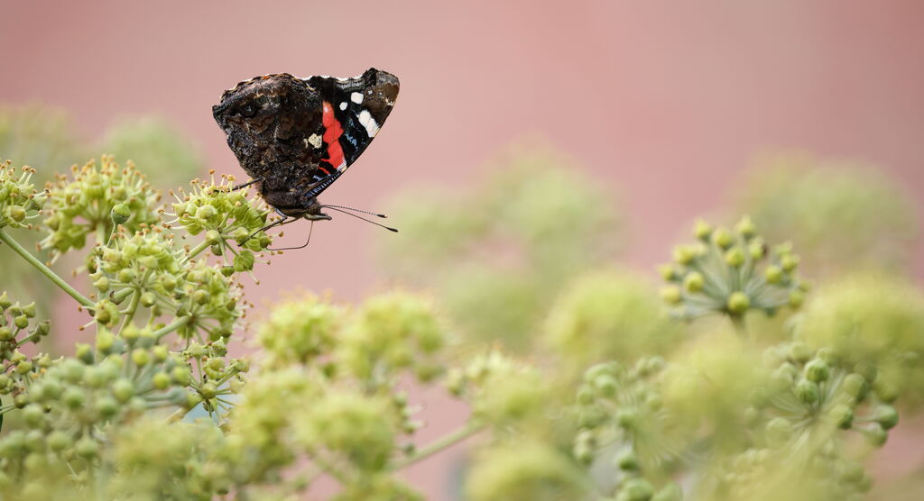 Schmetterling sitzt auf grüner Pflanze.