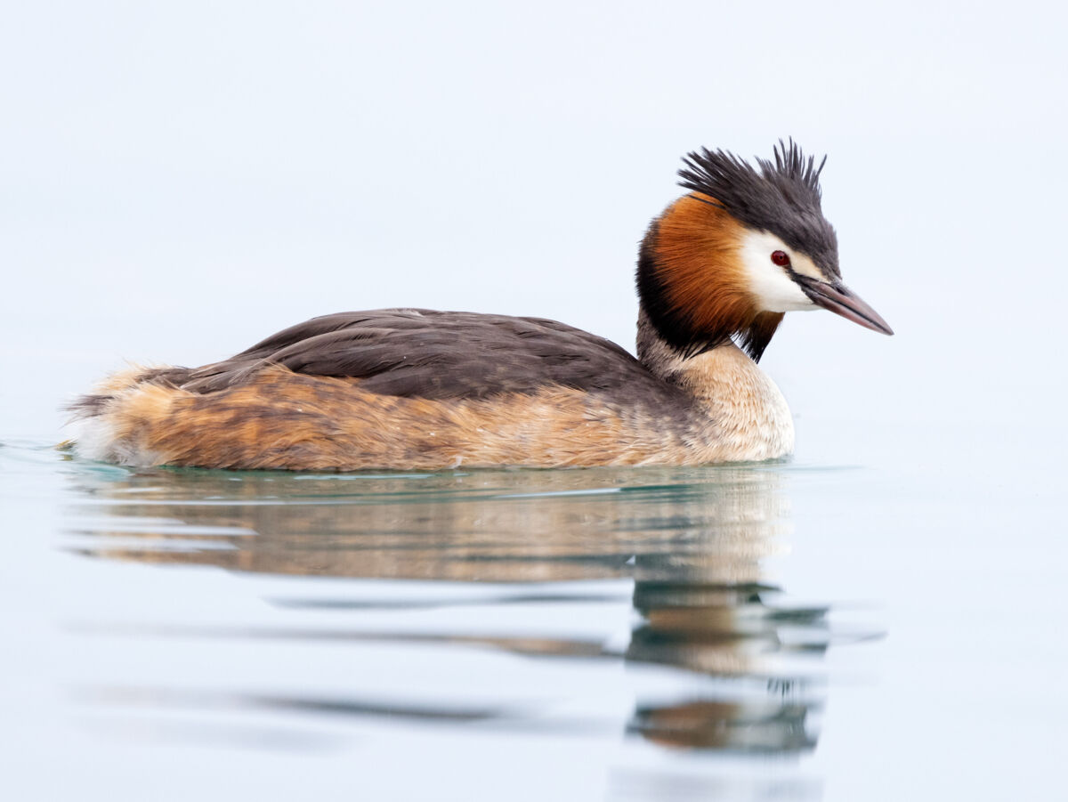 Haubentaucher schwimmt ruhig auf dem Wasser, mit gut sichtbarem Kopfgefieder und leichter Spiegelung im See.
