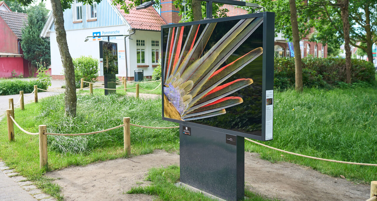 In einer grün bewachsenen Umgebung ist eine Fotografie ausgestellt, die die Federn eines Vogels zeigt.